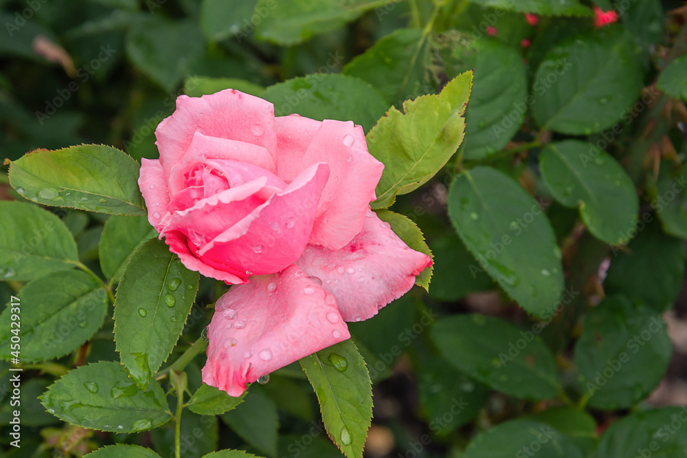 pink rose, Tiffany rose with morning dew drops