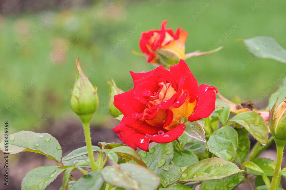Red and yellow single rose, ketchup and mustard rose with morning dew drops Red and yellow single rose, ketchup and mustard rose with morning dew drops
