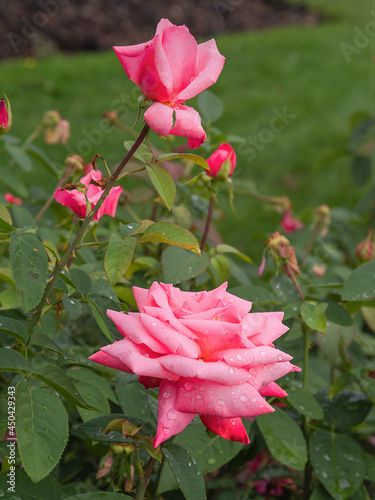 Fototapeta Naklejka Na Ścianę i Meble -  pink rose, Tiffany rose with morning dew drops