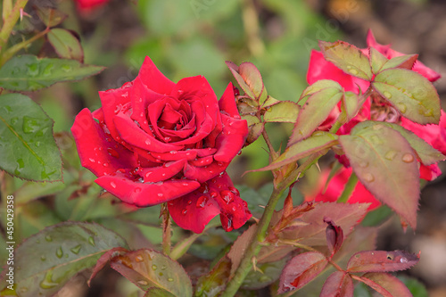 Φωτογραφία Mister Lincoln rose with morning dew drops