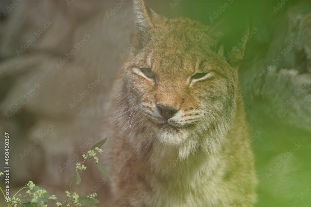 Obraz premium A close-up photo portrait of a wild animal. A large predator is a male lynx. The robber is in ambush.