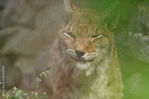 A close-up photo portrait of a wild animal. A large predator is a male lynx. The robber is in ambush.