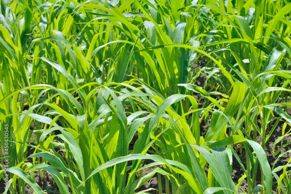 Young maize Young maize