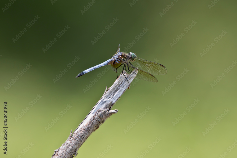 close up of a dragonfly on branch close up of a dragonfly on branch