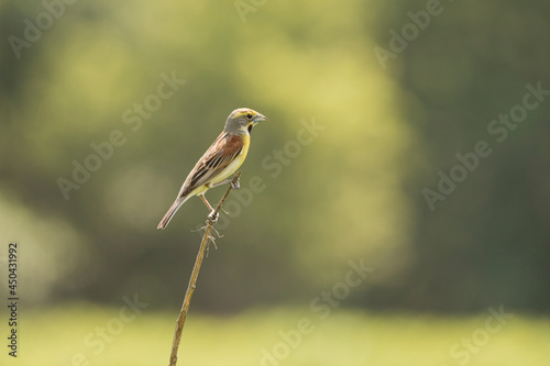 Dickcissel bird on stick isolated on green blurred background. 