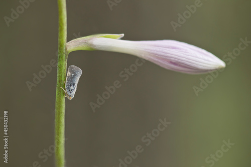 Planthopper insect under Hosta flower bud