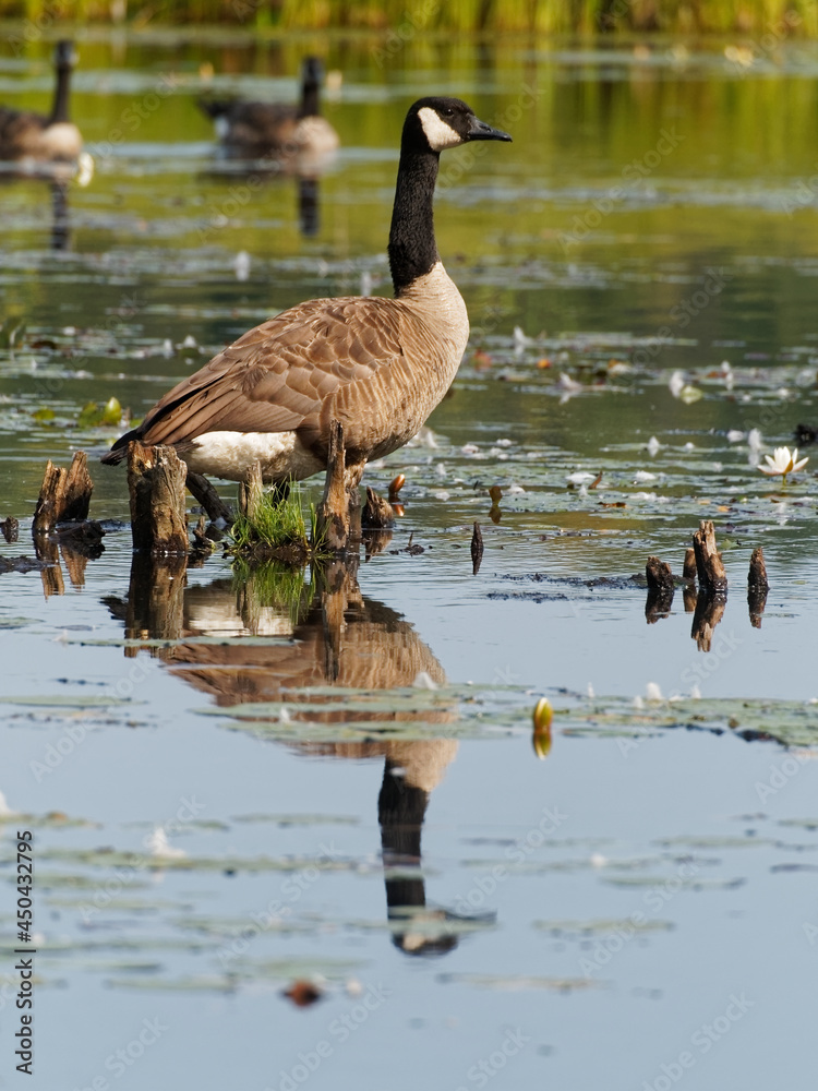Fototapeta premium Canada goose standing in shallow water