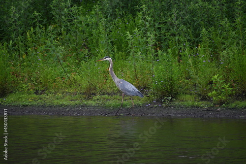 great blue heron