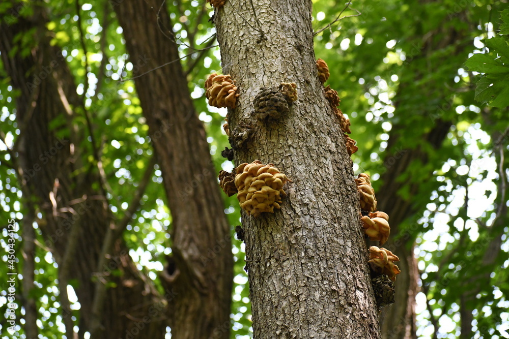 Obraz premium Mushroom Tree