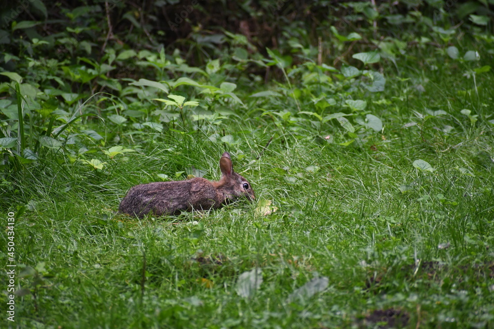 rabbit in the grass rabbit in the grass