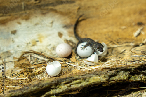 lizard eggs photo