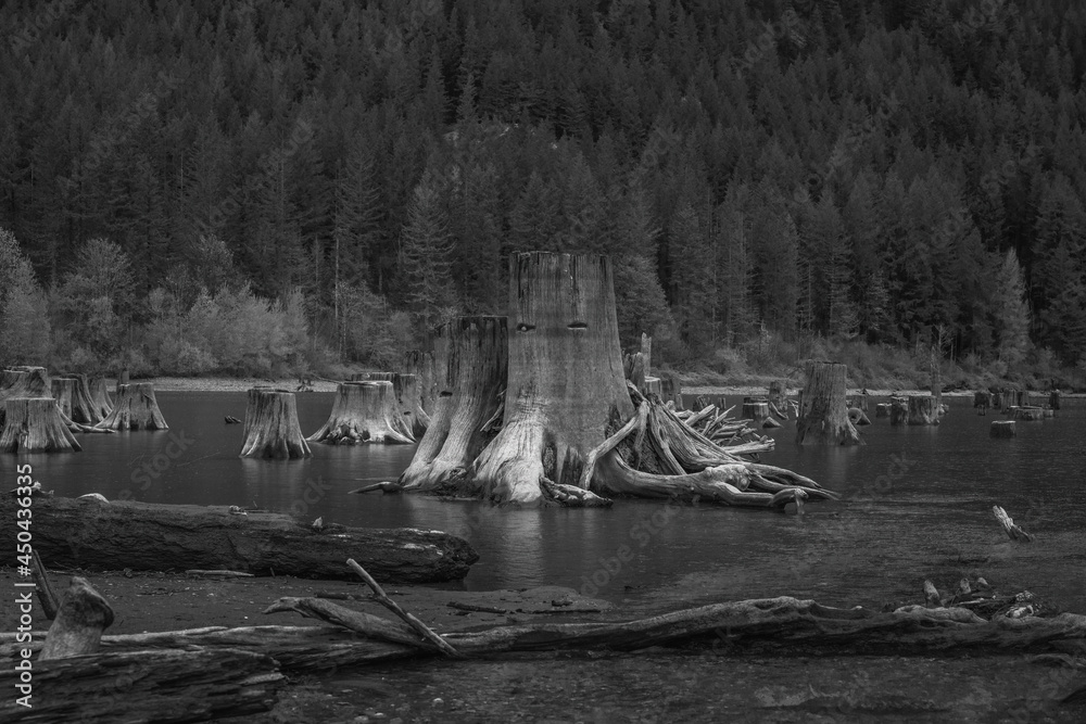 20210811 RATTLESNAKE LAKE WITH STUMPS EXPOSED ON A RAINY DAY IN BLACK AND WHITE Stock 写真