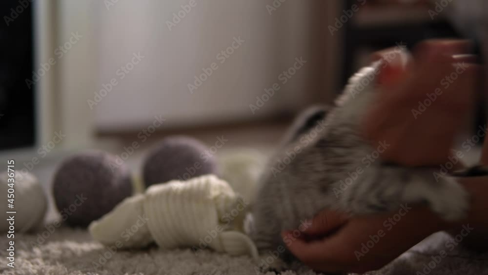 human hand playing with cat. tomcat on carpet near burning fireplace at home. striped kitten play with ball of thread. kitty run looking at camera. happy adorable pets, childhood, wild nature concept human hand playing with cat. tomcat on carpet near burning fireplace at home. striped kitten play with ball of thread. kitty run looking at camera. happy adorable pets, childhood, wild nature concept