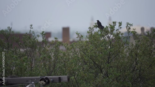 A black bird sits on top of tree as they overlook the city of Waco, Texas.