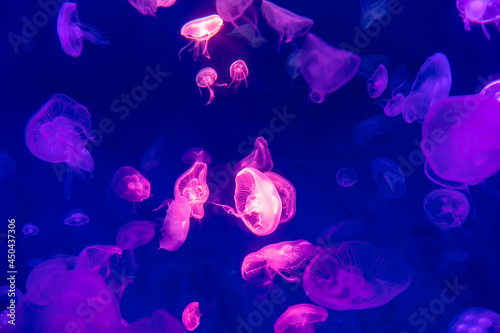 Jellyfish © chirawan_nt