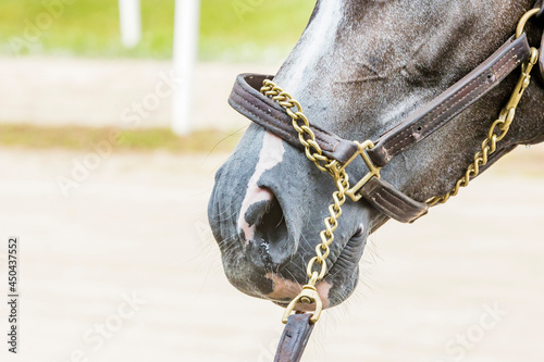 Nose  of a gray horse with a leather halter and a chain on the shank. © Margaret Burlingham