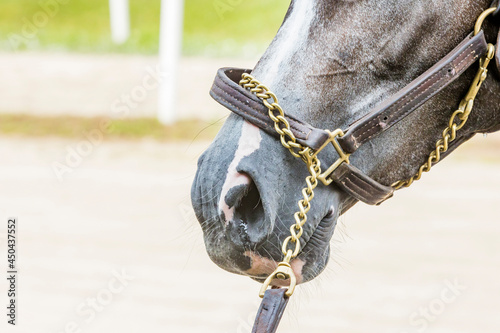 Fotografie Nose  of a gray horse with a leather halter and a chain on the shank