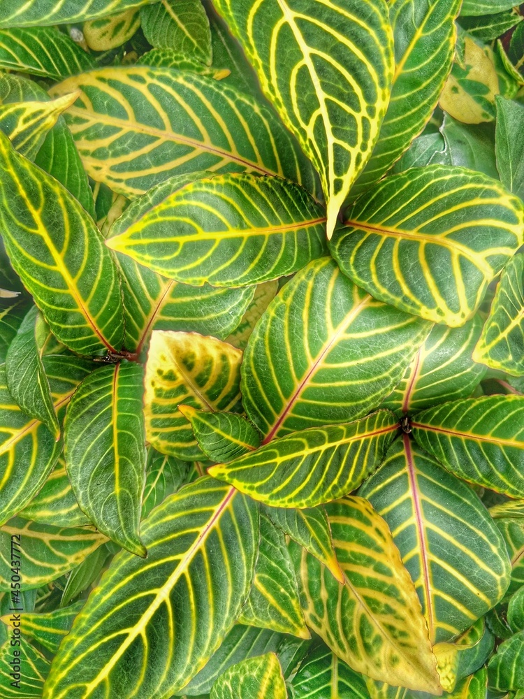 Fototapeta premium green croton leaves background