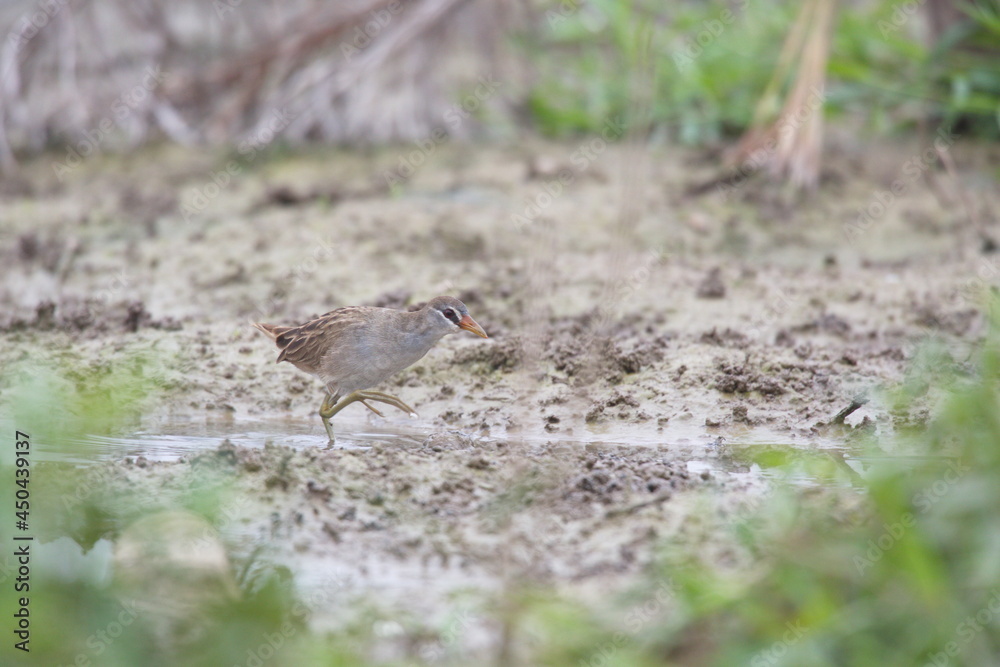 White-browed Crake in a pond