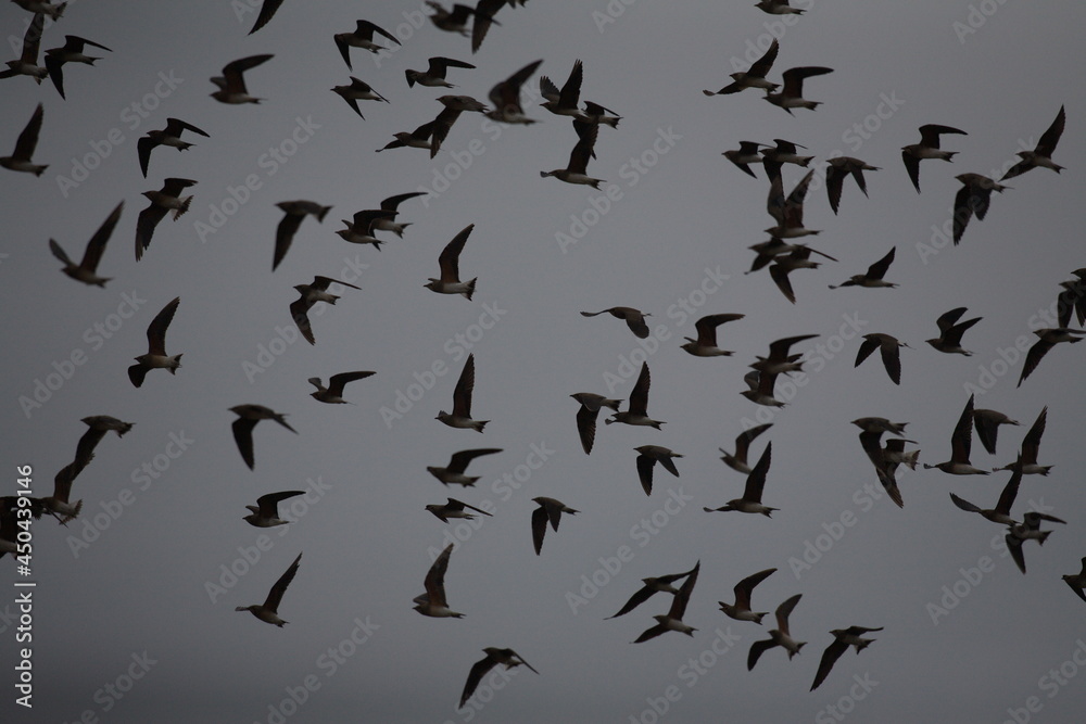 Flock of bird flying in the sky