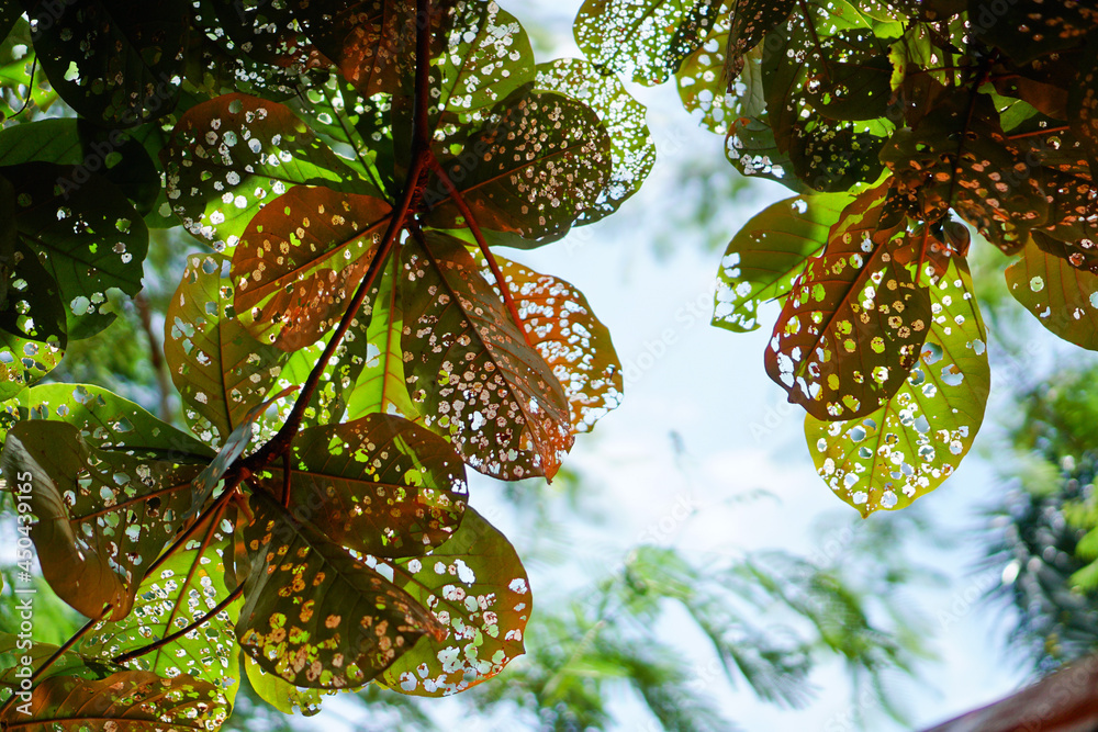 Leaves of eagletree, sunshine through the leaves