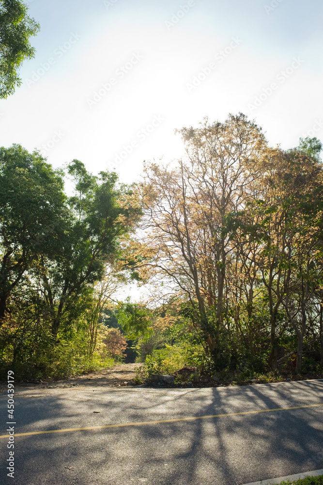 The road with tree along and sunlight