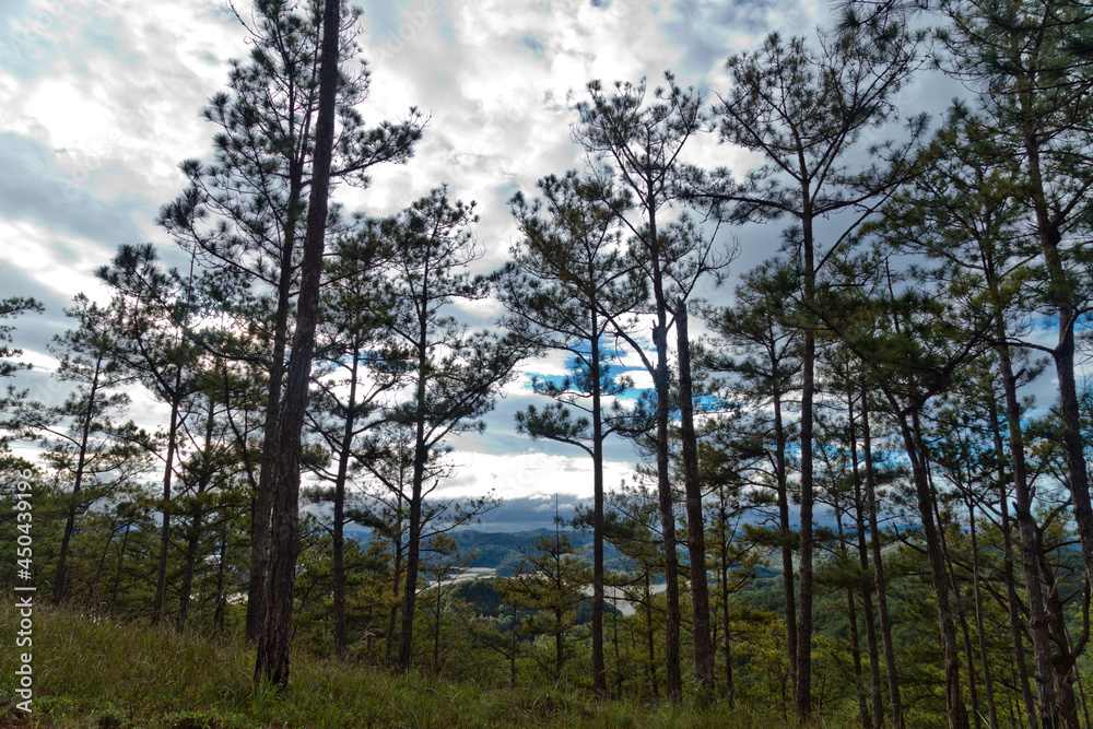 Pine forest hill in Dalat province, Vietnam