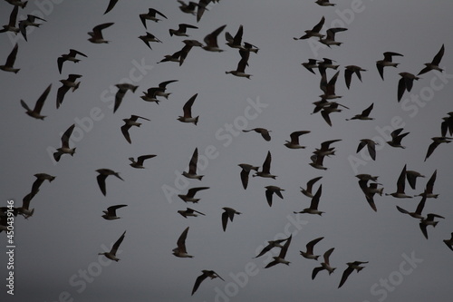 Obraz na płótnie Flock of bird flying in the sky w salonie