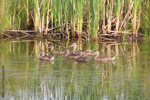 Ducks To The Water, Pylypow Wetlands, Edmonton, Alberta