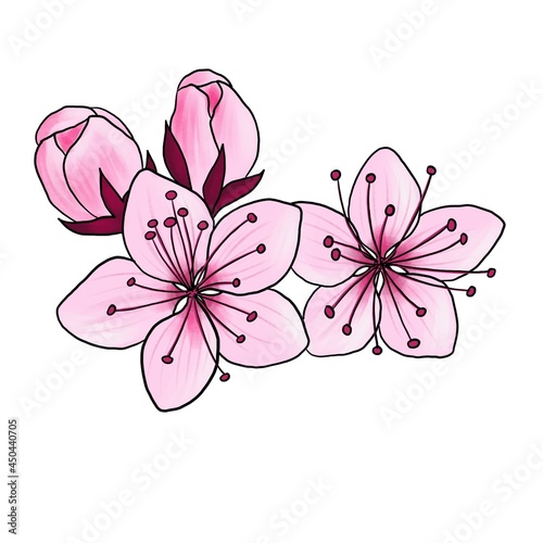 drawing flower of plum tree isolated at white background, hand drawn illustration photo