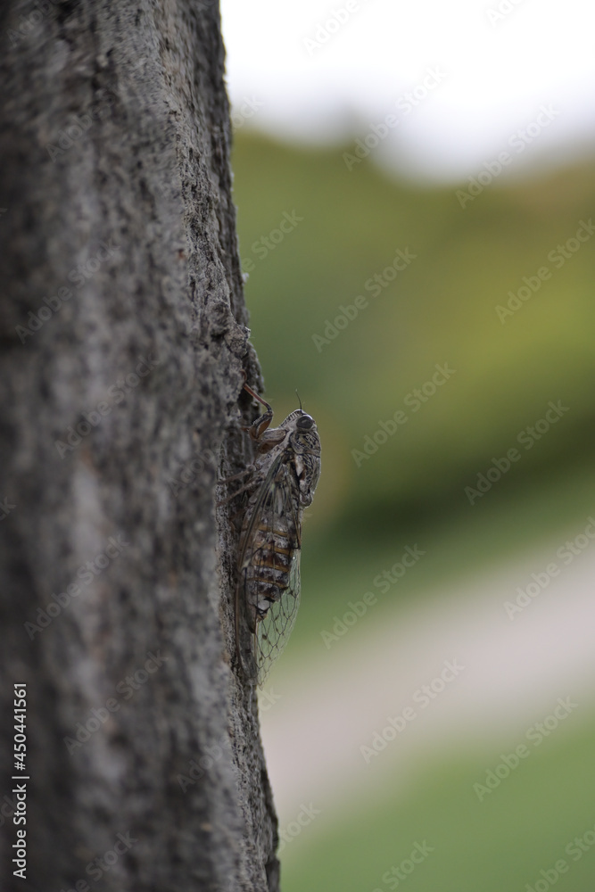 Close up of a cicada insect on a tree with nice soft background. Close up of a cicada insect on a tree with nice soft background.