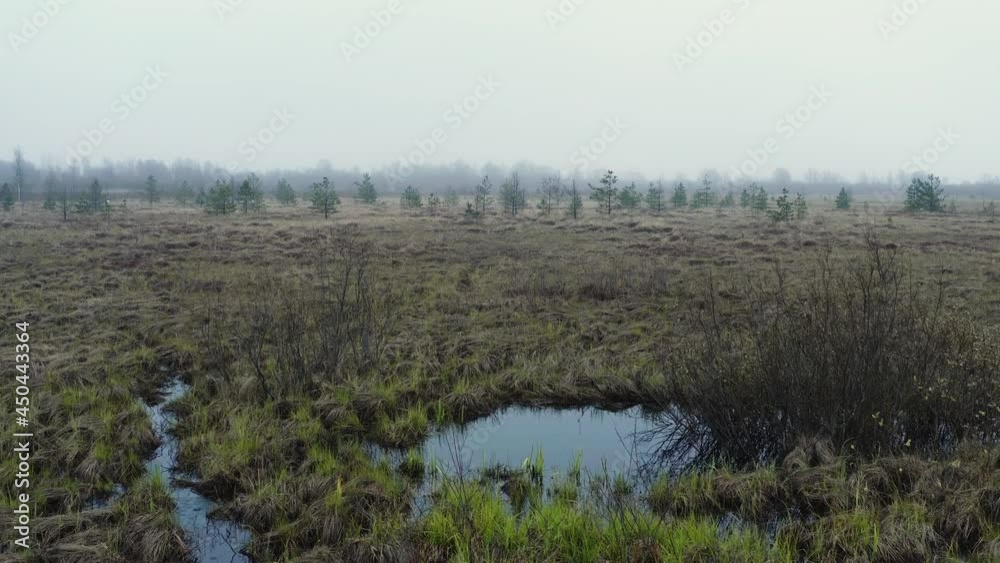 Swamp in a mist and fog with single standing trees and grey grass and plants drone aerial fly forward Swamp in a mist and fog with single standing trees and grey grass and plants drone aerial fly forward
