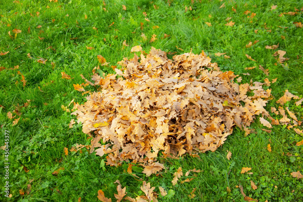 A pile of dry autumn oak leaves on a green grass lawn collected by a janitor. A pile of dry autumn oak leaves on a green grass lawn collected by a janitor.