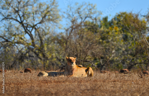 A pair of lions cuddling each other on a lazy morning on the grasslands of southern Kruger National Park, South Africa