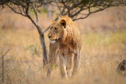 Fototapeta Naklejka Na Ścianę i Meble -  A lion observing its environs in the grasslands of central Kruger National Park, South Africa