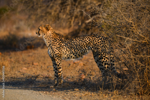 A cheetah at sunset by the side of a dirt road through the grasslands of central Kruger National Park, South Africa