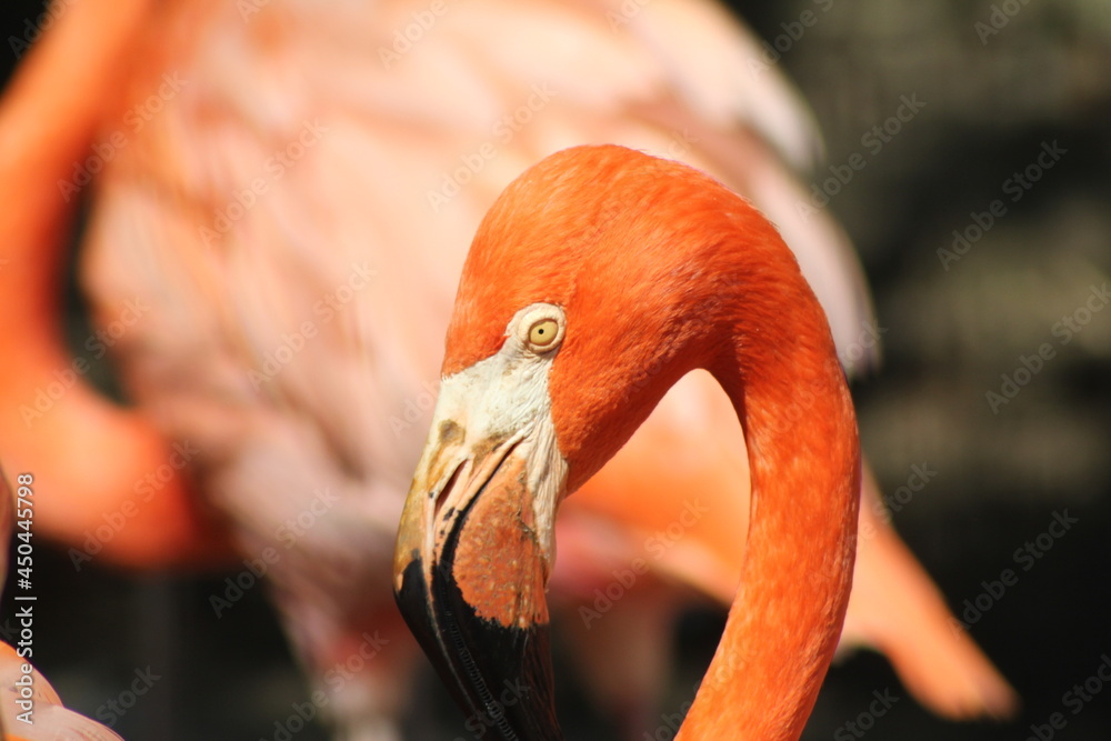 Fototapeta premium フラミンゴ