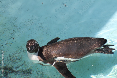 水族館のペンギン © suno