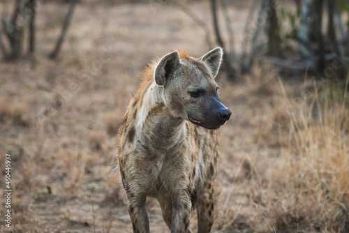 A lone spotted hyena on the woodlands of the Greater Kruger area, South Africa