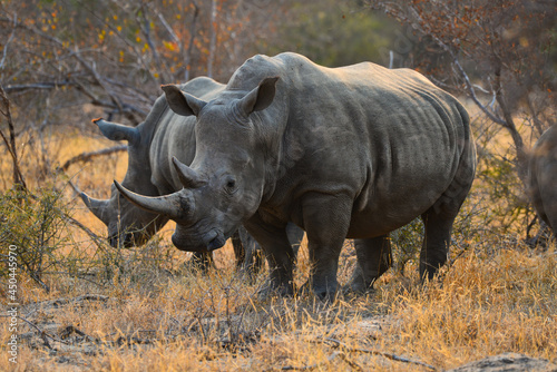 Two white rhinos having a morning meal of dry grass on the woodlands of the Greater Kruger area, South Africa