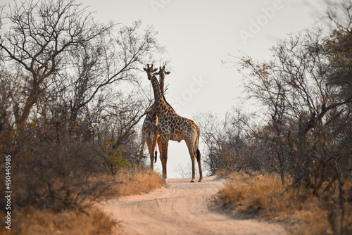 Photography Two giraffes pause a duel on a dirt road in the woodlands of the Great Kruger ar
