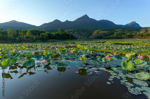 A photo of a lotus flower taken in a country field in Vietnam