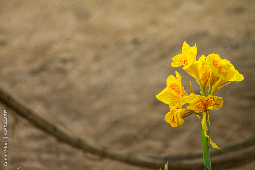 Fototapeta premium flor amarilla