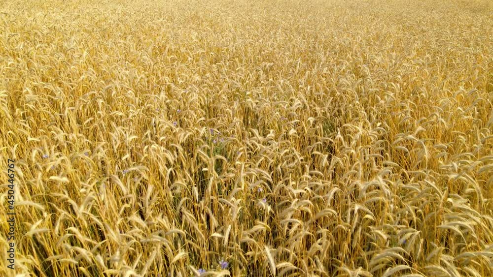 Stunning aerial shot of an endless golden wheat field. Closeup Stunning aerial shot of an endless golden wheat field. Closeup
