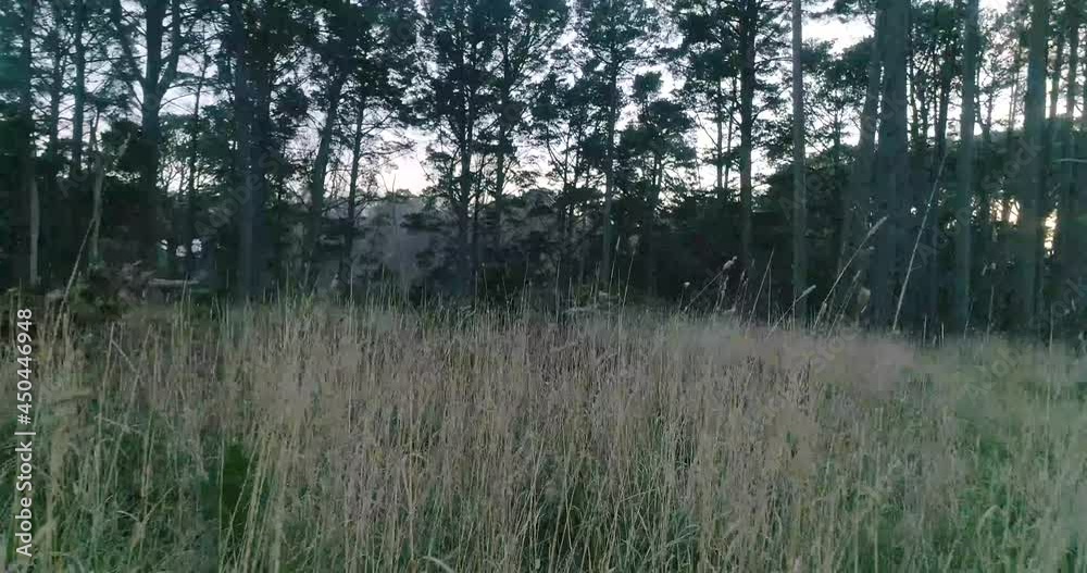 Drone shot low dolly forward through long grass with landscape Pine Trees Drone shot low dolly forward through long grass with landscape Pine Trees