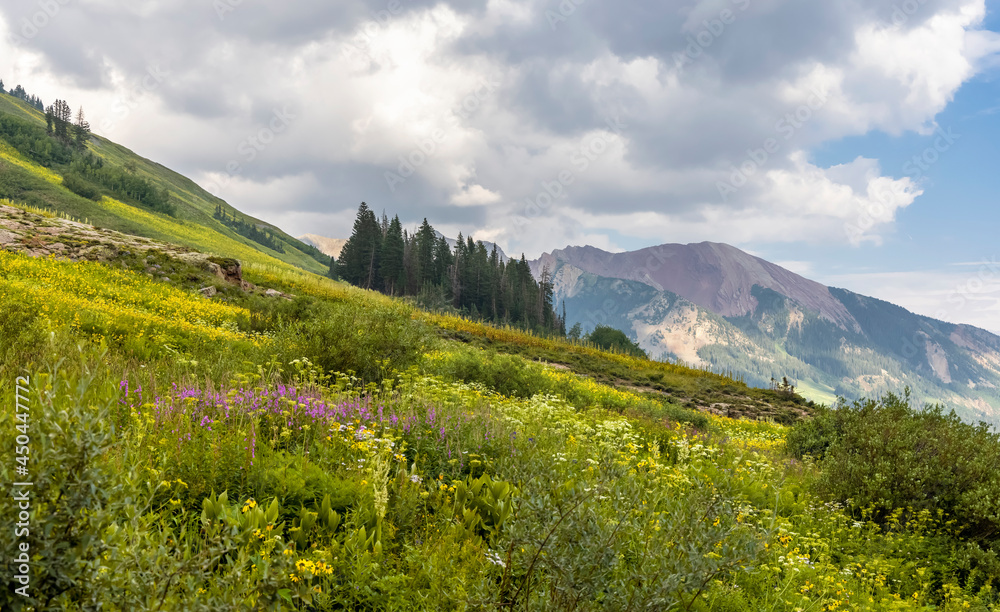 Obraz premium Wildflower meadow near Crested butte, Colorado