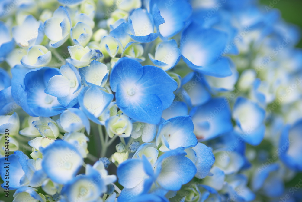 アジサイのお花畑 アジサイのお花畑