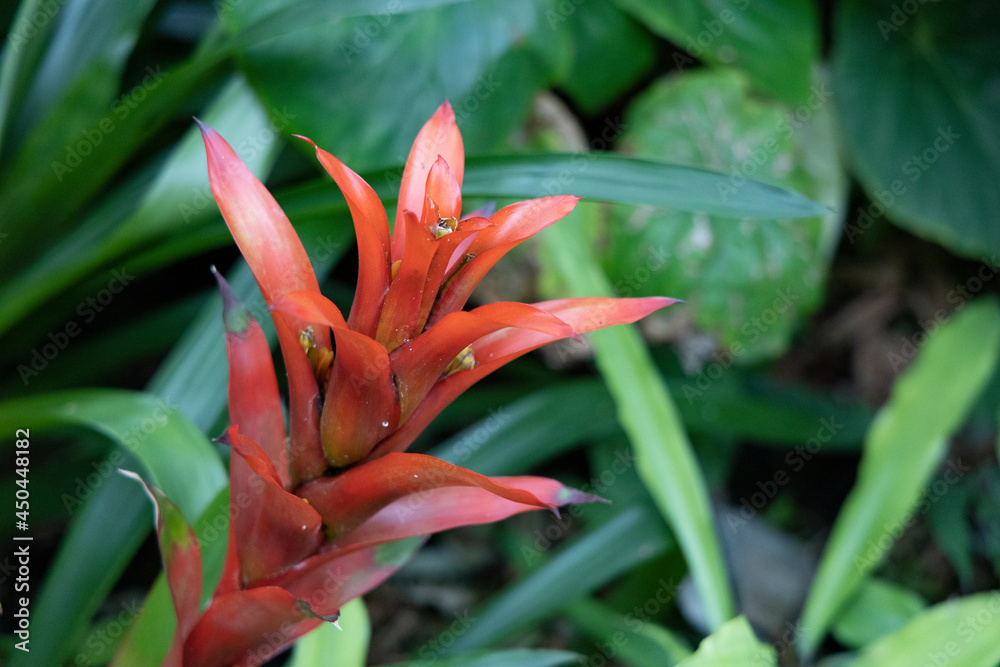 Obraz premium 赤い花