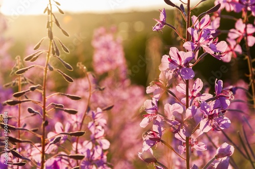 blooming Sally