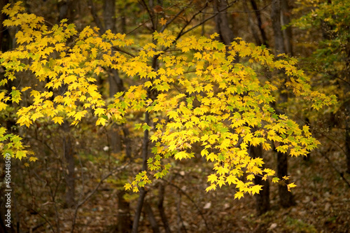 Fototapeta Naklejka Na Ścianę i Meble -  yellow maple tree in the forest